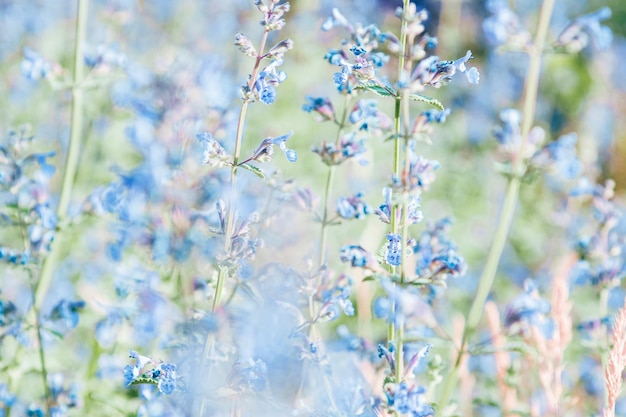 写真 草はく麗にく青い花は自然の花の背景としてレモンのバルサムです自然の美学花はメリッサの植物辛い薬草の香りハーブの健康花