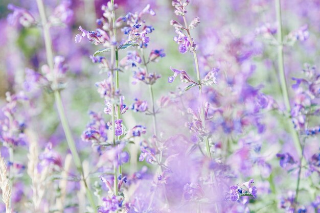 写真 草は麗にいています 紫色の花は自然の花のようにレモンバームの花です