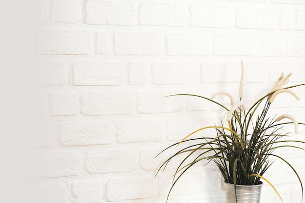 Photo grass is placed in a steel vase, placed on a white wall. for decoration in various festivals.