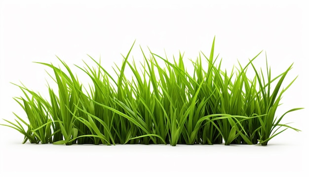 Photo grass isolated white background