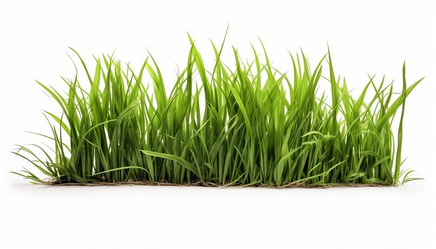 Grass Isolated on White Background