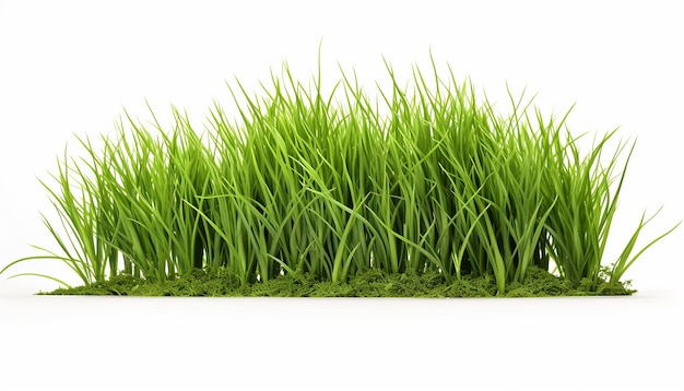 Grass Isolated on White Background