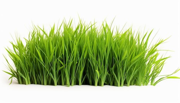 Photo grass isolated on white background