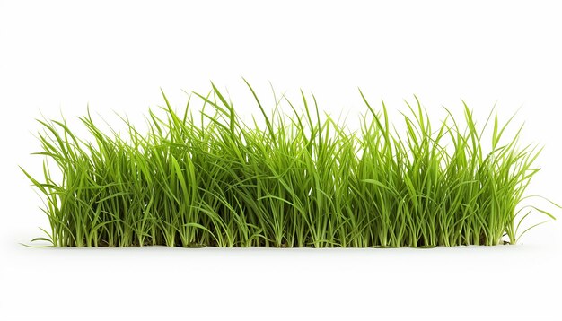Photo grass isolated on white background