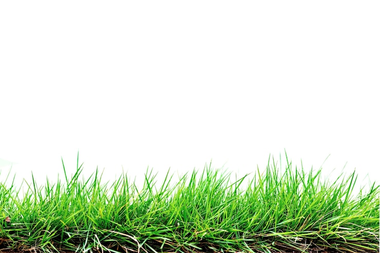 Photo grass isolated on white background