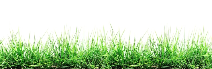 Photo grass isolated on white background