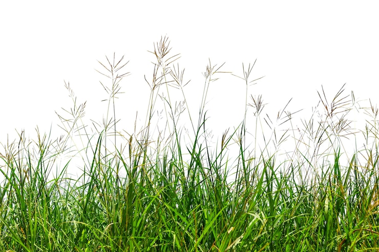 Photo 白い背景で隔離の草