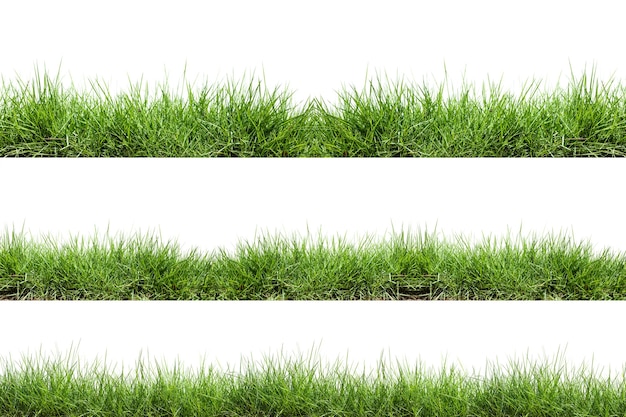 Grass isolated on white background