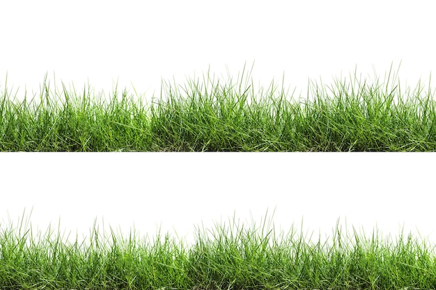 Grass isolated on white background