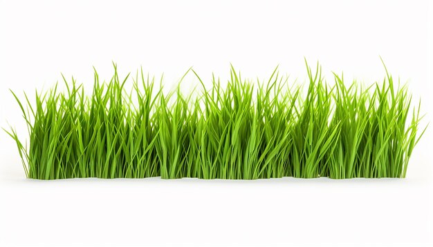 Grass isolated on white background