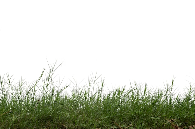 Photo grass isolated on white background.