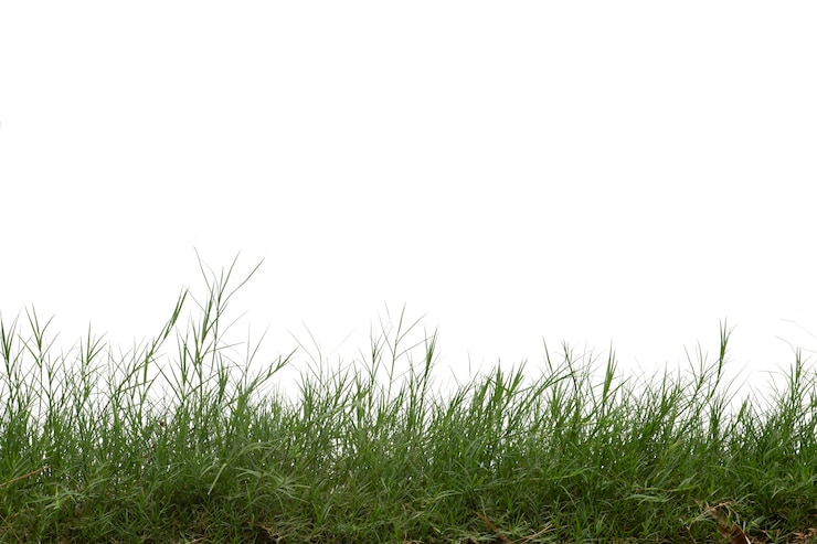 Photo grass isolated on white background. 