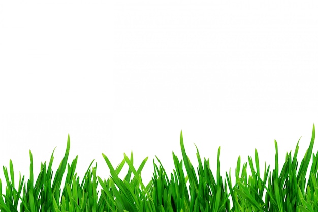 Grass isolated on white background