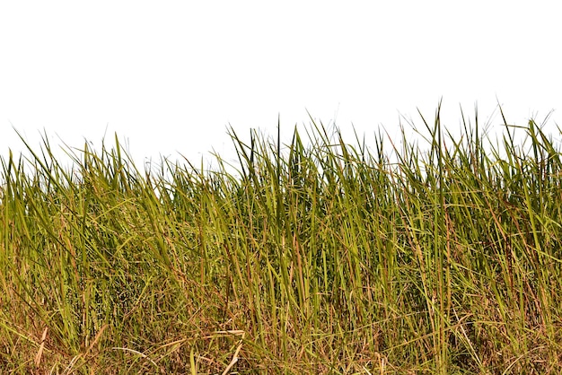 Photo grass isolated on white background