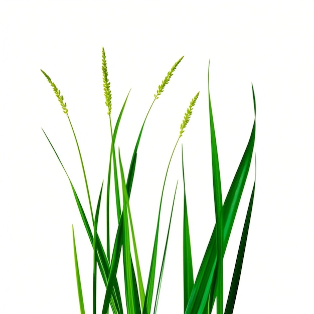 白い透明な背景に草が孤立している