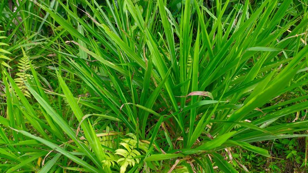 GRASS KOLONJONO grass for animal feed in indonesia