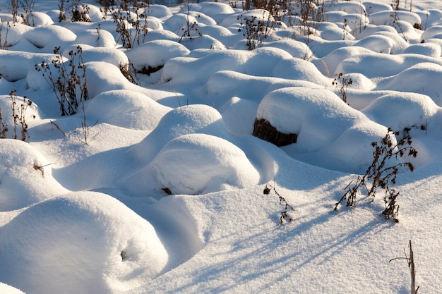 Grass in large drifts after snowfalls and blizzards, the winter season with cold weather and a lot of precipitation in the form of snow cover the grass and dry plants