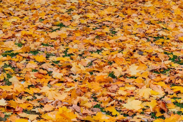 Photo grass lawn covered with yellow dry maple leaves