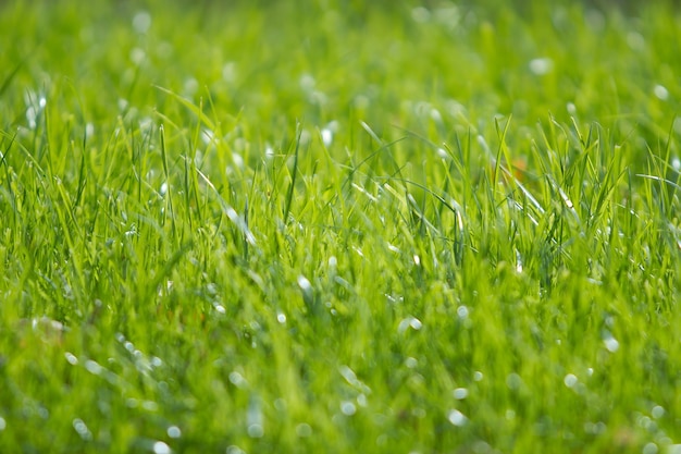 Grass on a lawn