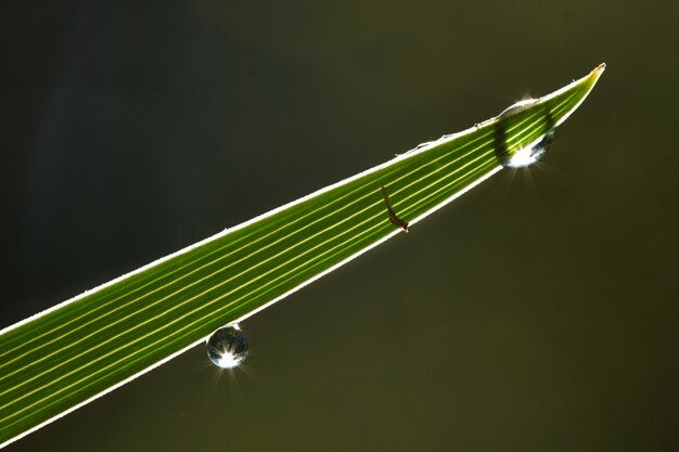 Foto foglia d'erba con gocce d'acqua