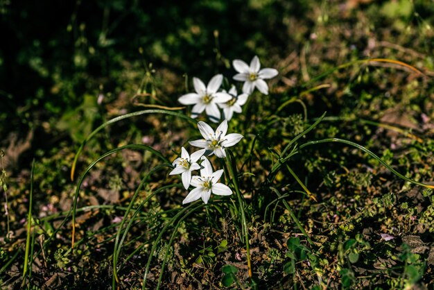 Grass Lily Ornithogalum umbellatum White flowers in spring