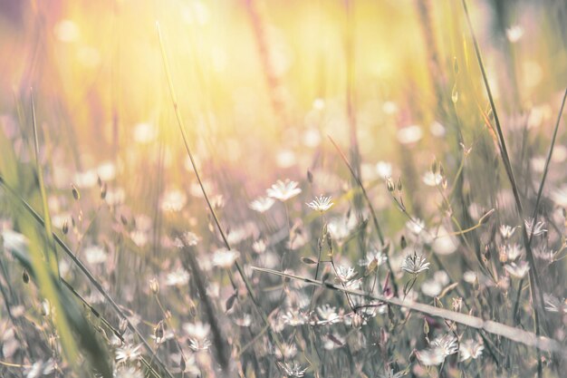 Grass and little white flowers on the field at sunset. Beautiful summer landscape. Soft focus. Creative toning effect