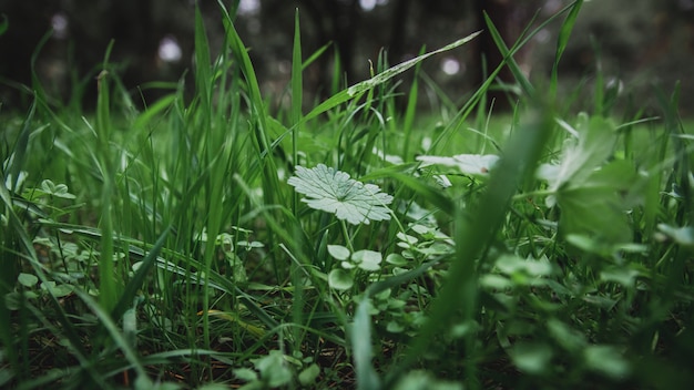 Premium Photo | Grass macro landscape