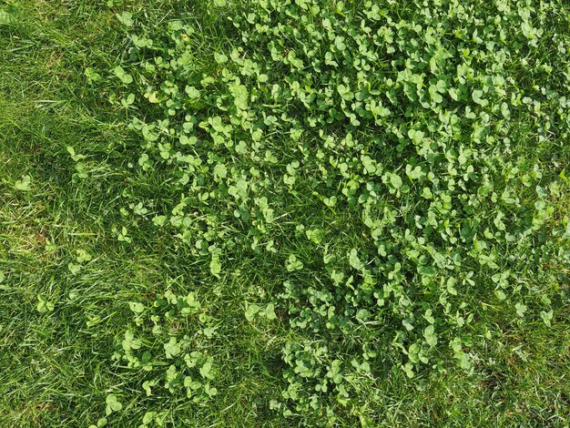 Grass meadow background