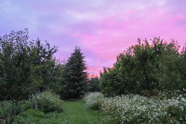 Травяной луг в свете заката Живописный вид на природу Летний вечер в сельской местности