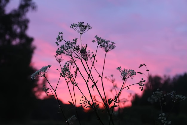 Foto prato di erba nella luce del tramonto vista panoramica della natura sera d'estate in campagna