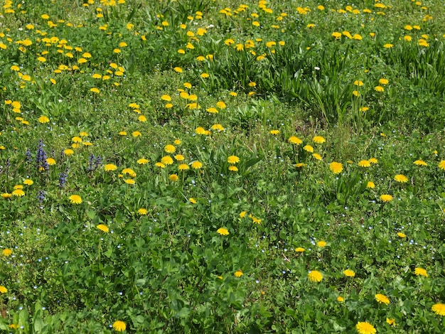 Grass meadow weed