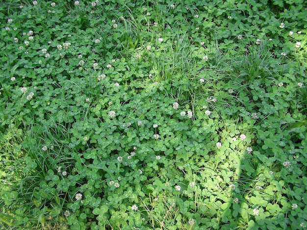 草の牧草地の雑草