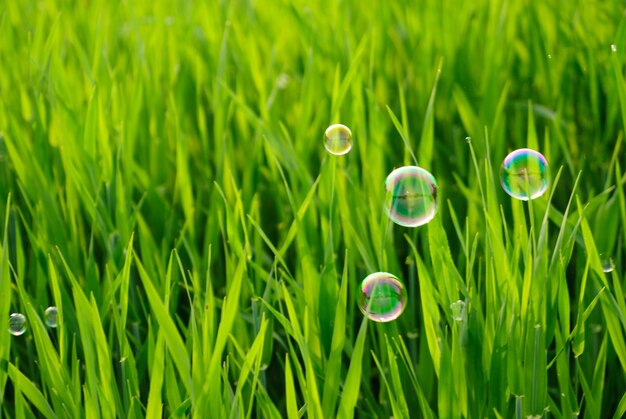 Grass of the meadows and soap bubbles