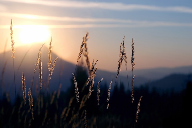 Photo the grass in the morning sunlight