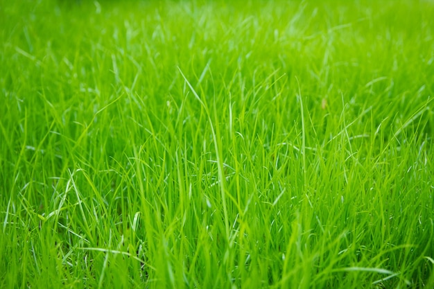 公園の背景にある自然の草