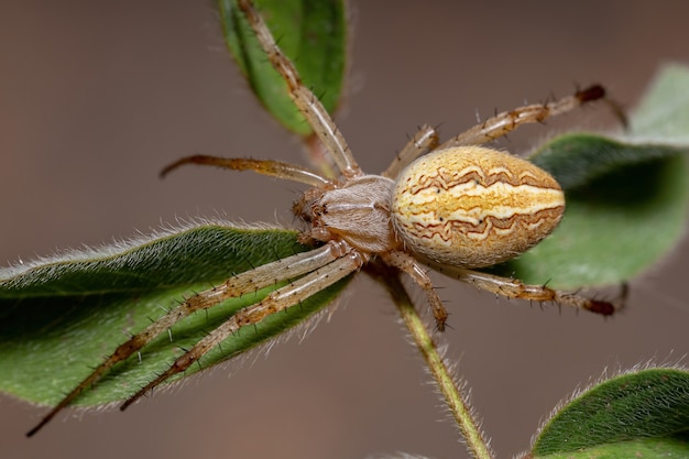 Трава Neoscona Spider вида Neoscona moreli