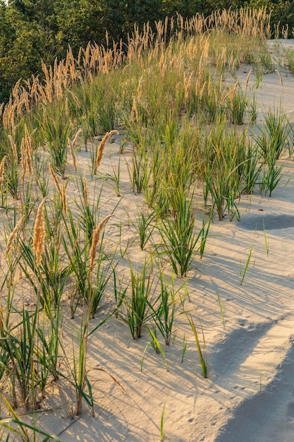 写真 優しい夕日の光に照らされる砂浜の草