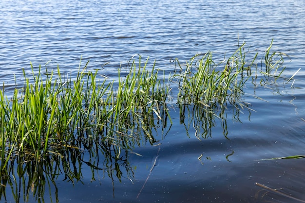 Grass and other plants growing near the water of the lake