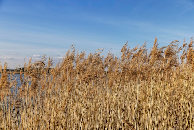 Grass and other plants growing near the water of the lake