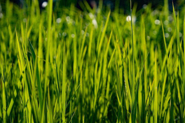 grass in pasture meadow grass field on light sun morning