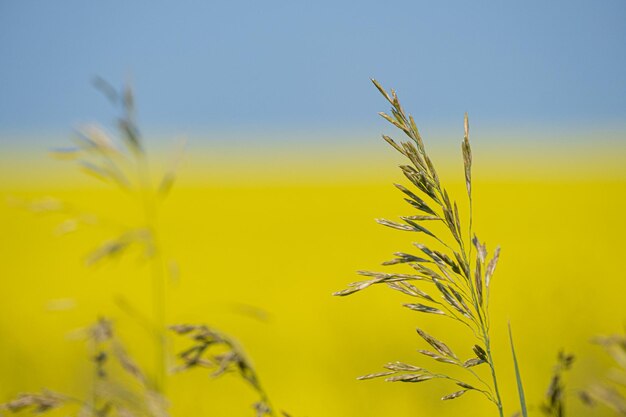 Grass plants with yellow Canola field in background