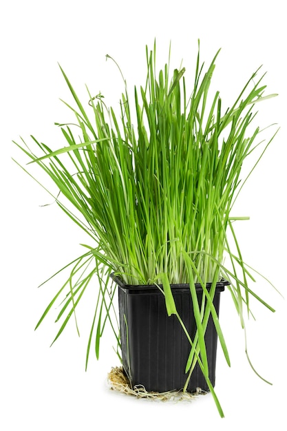 Grass in a pot isolated