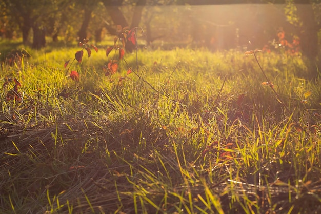 Grass and red autumn leaves on the lawn on a sunny day in the sun's rays