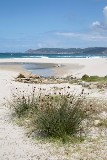 Трава на пляже Ростро, Финистерре, Коста-де-ла-Муэрте, Галисия, Испания