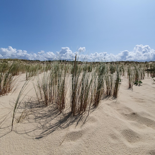 Foto erba sulla sabbia sulla spiaggia contro il cielo