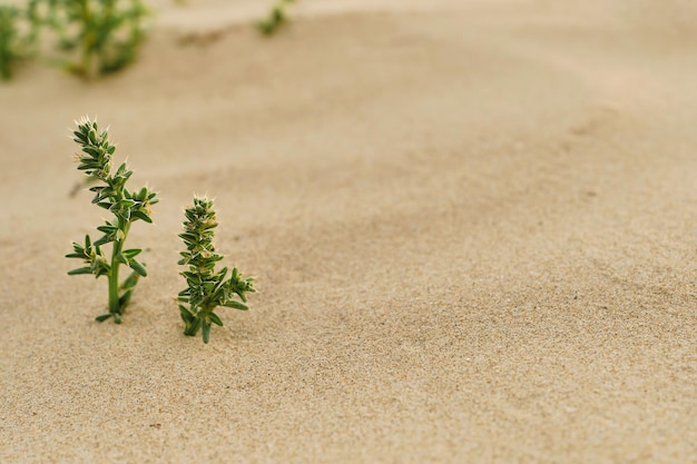 Grass on the sandy beach closeup space for text Sand dune ecosystems closeup and selective focus on grass