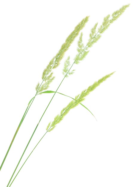 Grass seed stalks isolated on white background