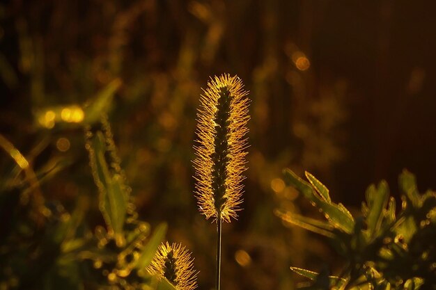 Grass seeds in the sunlight