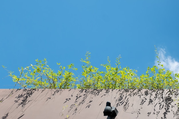 背景デザインのための青空下の芝生の潅木とセメントのテラス