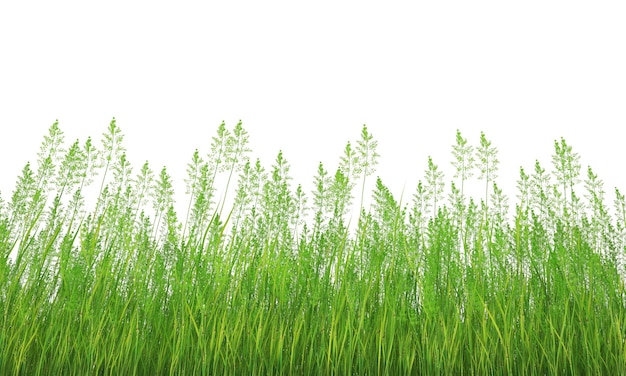 Grass side view